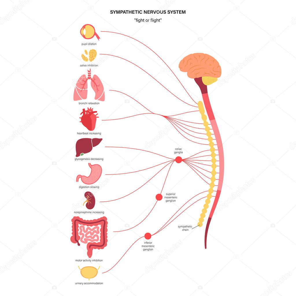 Symphathetic nervous system