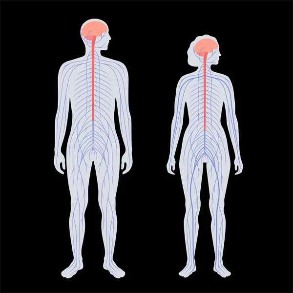 Système nerveux central — Image vectorielle