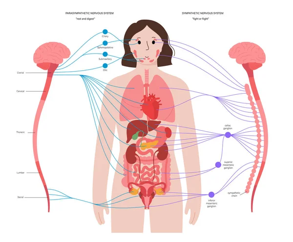 Вегетативная нервная система — стоковый вектор