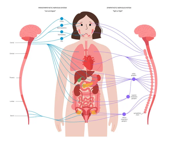 Vegetatives Nervensystem — Stockvektor