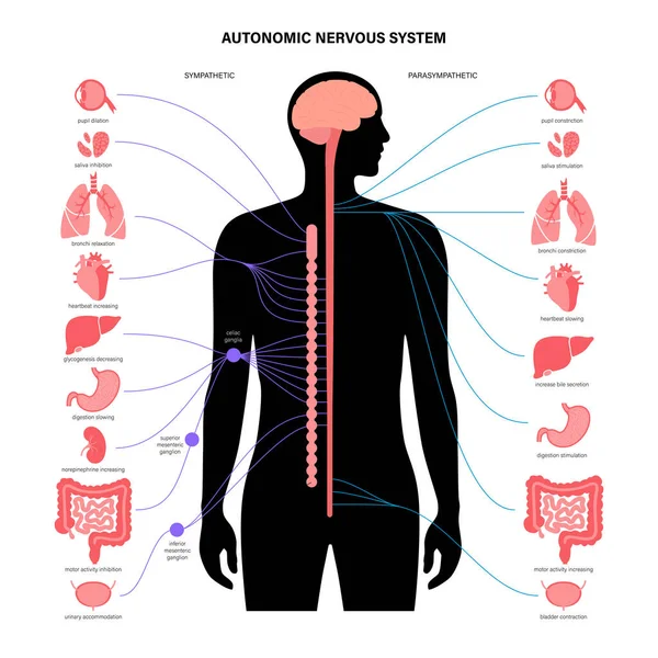 Sistema nervoso autônomo — Vetor de Stock