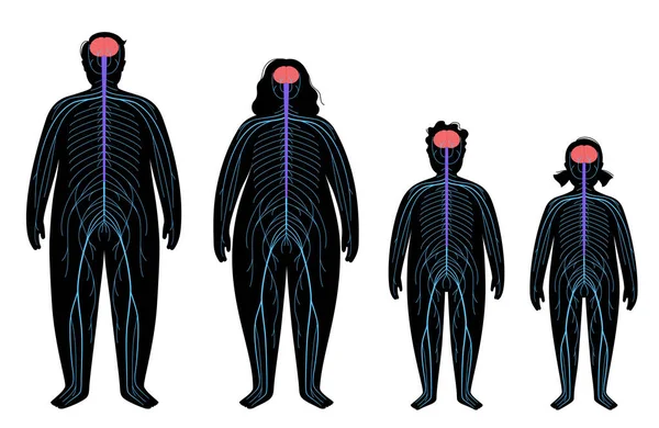 Central nervous system — Stock Vector