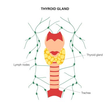 tiroid bezi anatomisi