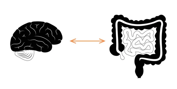 Gut brain connection — Stock Vector