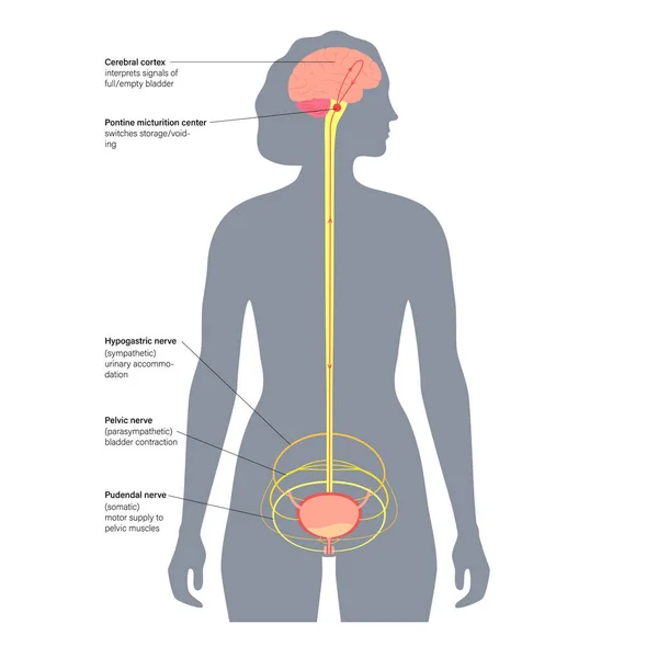 Controle neural miccional —  Vetores de Stock