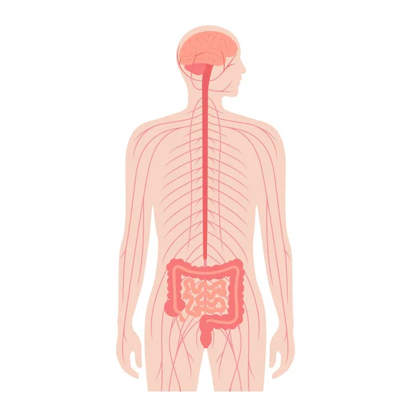 Connexion intestinale au cerveau — Image vectorielle