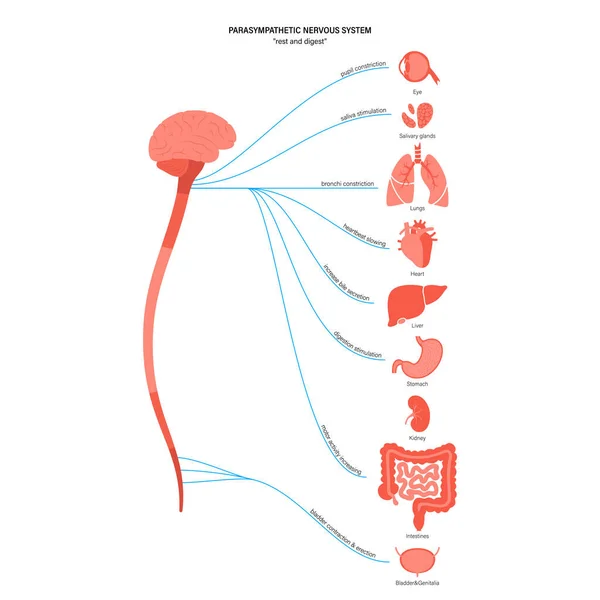 Parasympathisches Nervensystem — Stockvektor