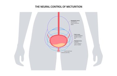 Micturition neural control clipart