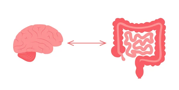 Conexão do cérebro intestinal — Vetor de Stock