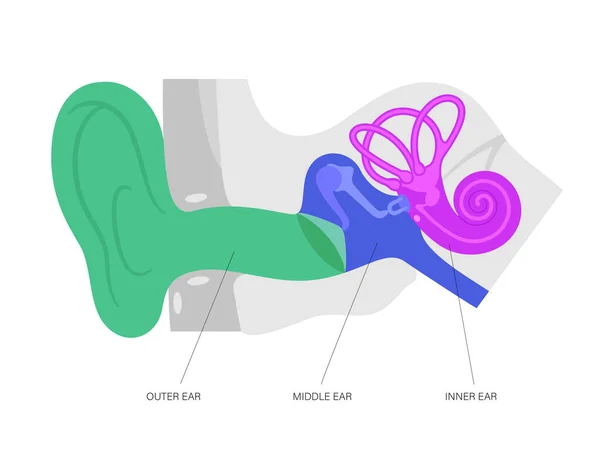 Anatomický diagram ucha — Stockový vektor