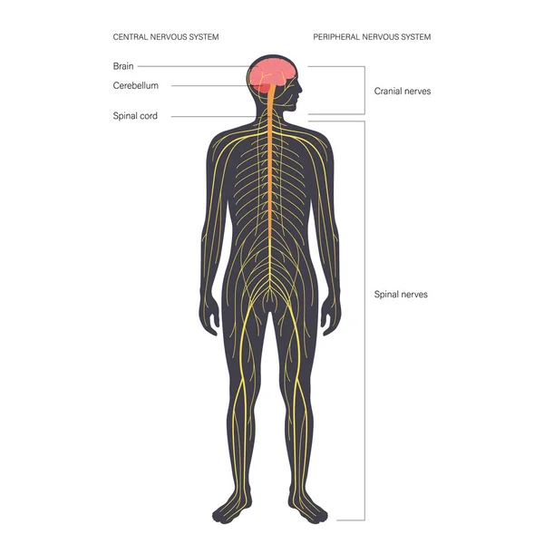 Centrální nervový systém — Stockový vektor