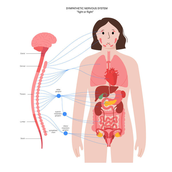 Симпатическая нервная система