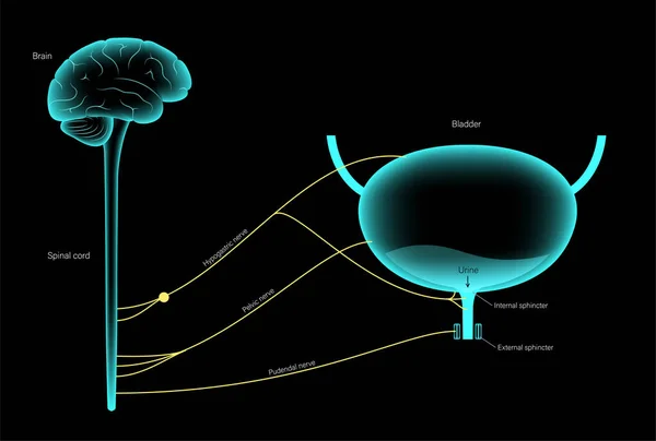 Micción control neural — Archivo Imágenes Vectoriales