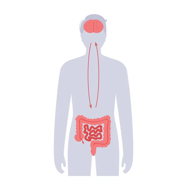 Connexion intestinale au cerveau — Image vectorielle