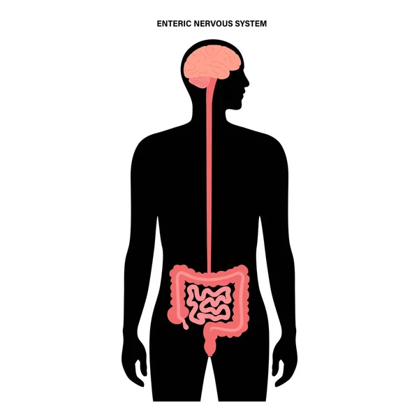 Connexion intestinale au cerveau — Image vectorielle