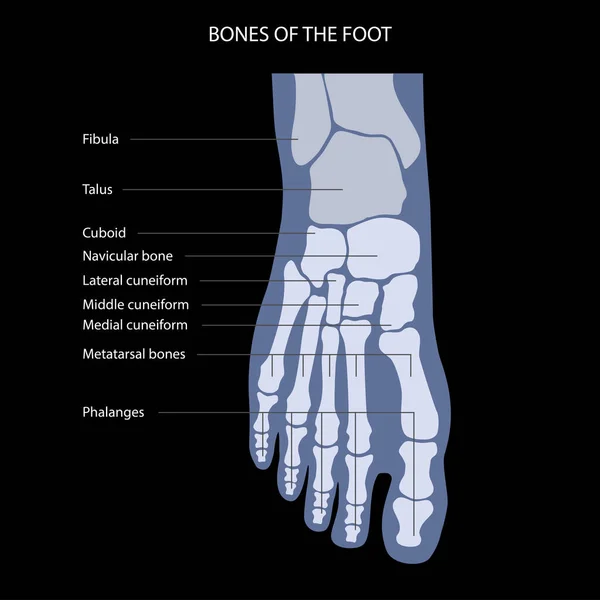 Anatomi tulang kaki - Stok Vektor