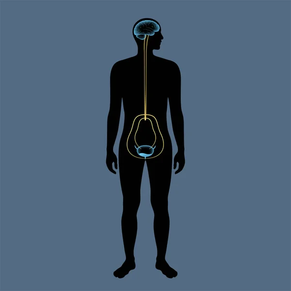 Contrôle neuronal de miction — Image vectorielle