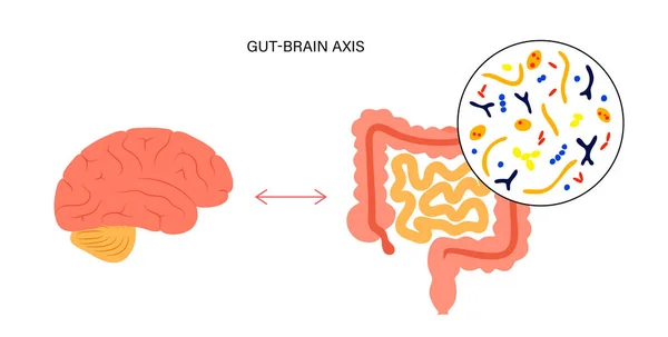 Gut зв'язку мозку — стоковий вектор