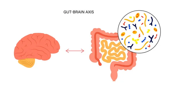 Conexión cerebral intestinal — Vector de stock