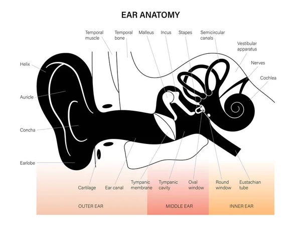 Diagrama de anatomia da orelha —  Vetores de Stock