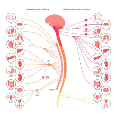 Autonomic nervous system clipart