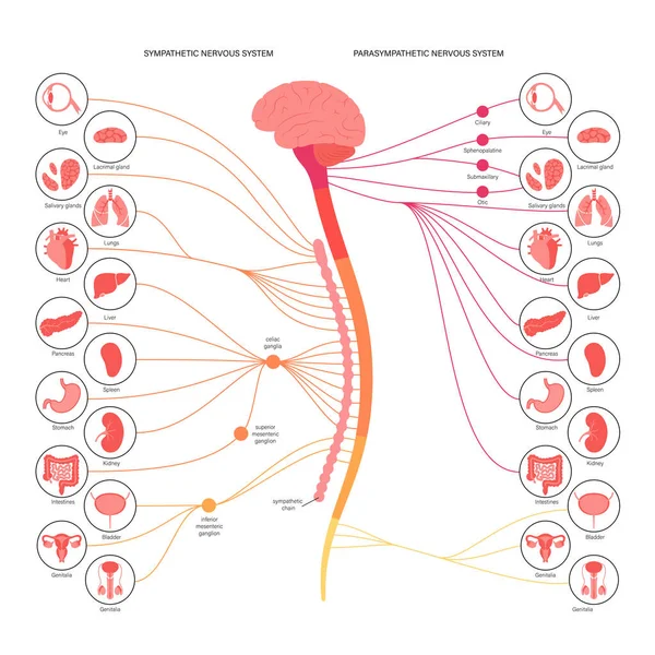 Αυτόνομο νευρικό σύστημα — Διανυσματικό Αρχείο