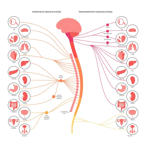 Sistema nervioso autónomo — Archivo Imágenes Vectoriales