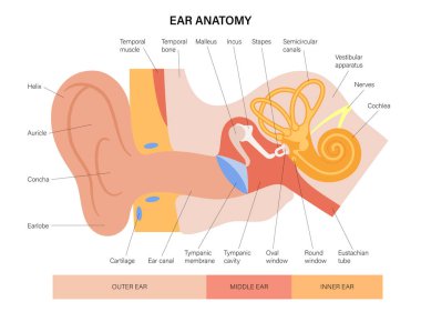 Ear anatomy diagram clipart