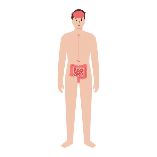 Conexión cerebral intestinal — Vector de stock