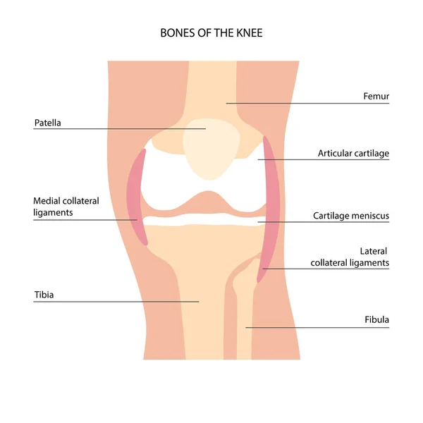 Anatomía del hueso de la rodilla — Archivo Imágenes Vectoriales
