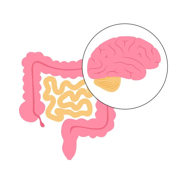 Conexión cerebral intestinal — Archivo Imágenes Vectoriales