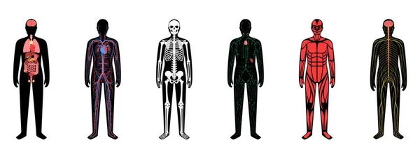 Sistemas del cuerpo humano — Archivo Imágenes Vectoriales