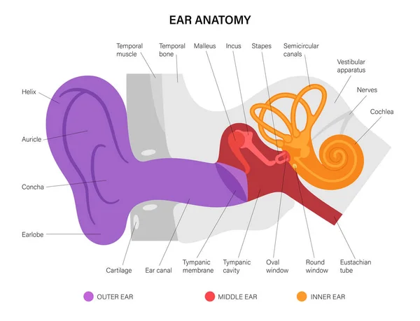 Anatomický diagram ucha — Stockový vektor