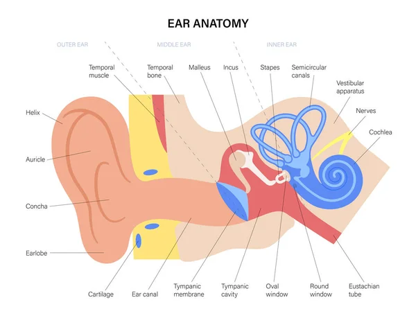 Diagramma anatomico dell'orecchio — Vettoriale Stock