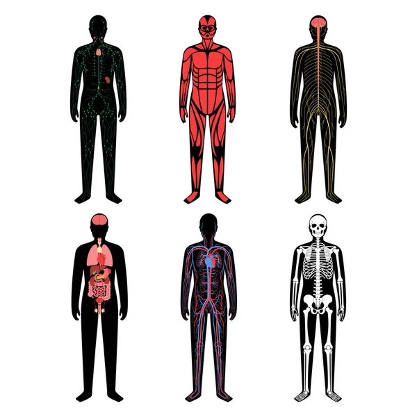 Menselijke lichaamssystemen — Stockvector