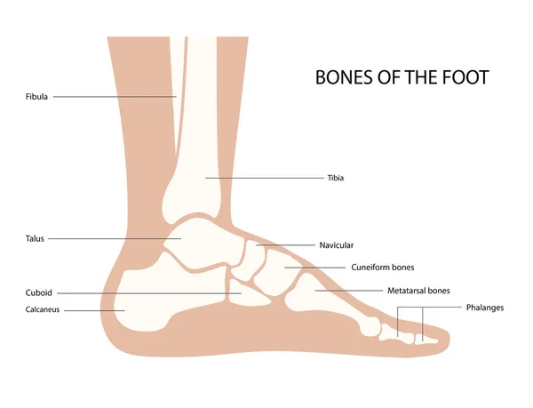 Foot bones anatomy — Stock Vector