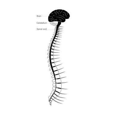 Omurilik anatomisi