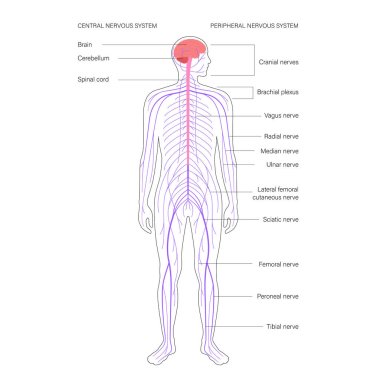 Central nervous system clipart