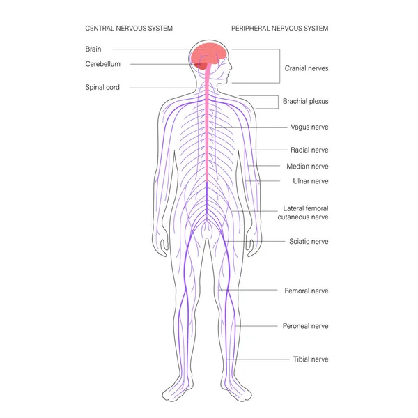 중추 신경계 — 스톡 벡터