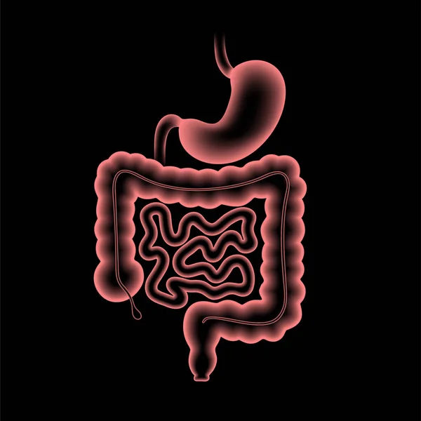 Digestive tract anatomy — Stock Vector