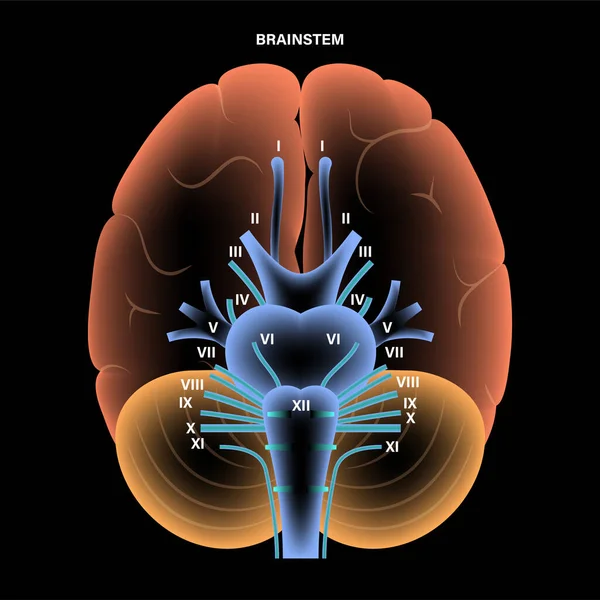 Schädelnervendiagramm — Stockvektor