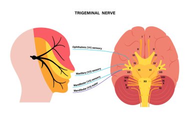 Trigeminal nerve diagram clipart