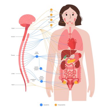 otonom sinir sistemi