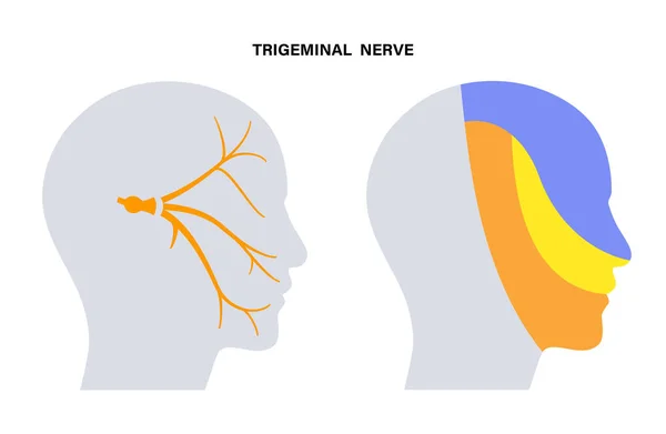 Diagramme du nerf trigeminal — Image vectorielle