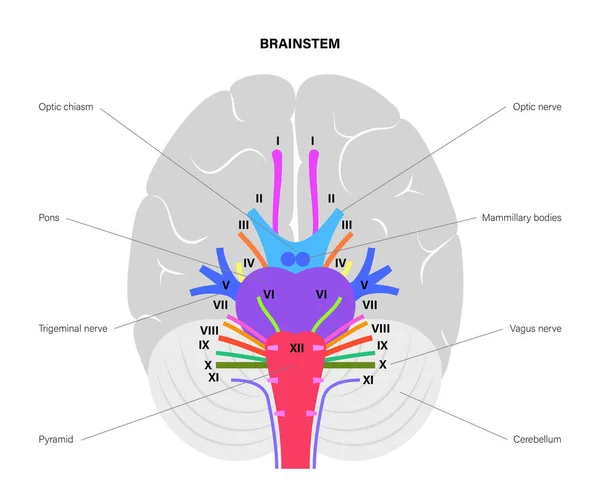 Diagrama de nervios craneales — Vector de stock