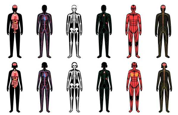 Menselijke lichaamssystemen — Stockvector