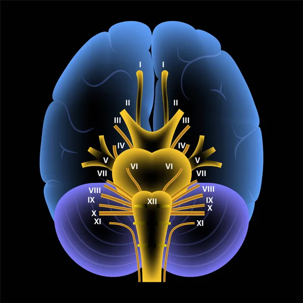 Schéma des nerfs crâniens — Image vectorielle