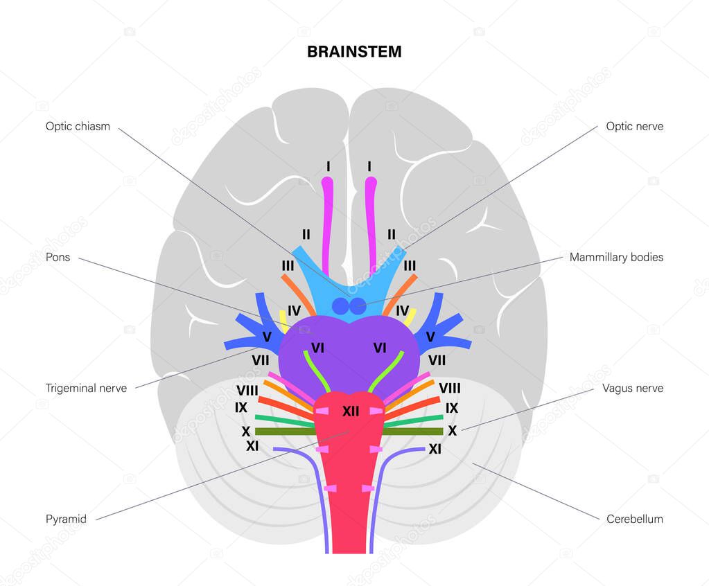 Cranial nerves diagram. Brain structure medical poster. Cerebellum, pons, pyramid, trigeminal and vagus nerves. Motor and sensory fibres scheme. Brainstem anatomical banner flat vector illustration.