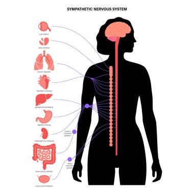 Symphathetic nervous system clipart
