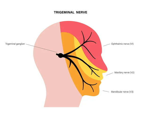 Trigeminal nerve diagram — Stock Vector